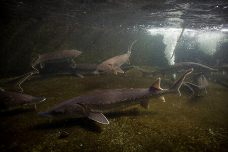 Atlantic Sturgeon-4