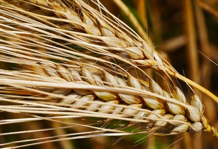 Agricultural agriculture barley photo