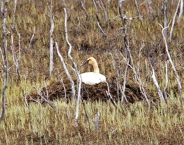 Background bird mute swan photo