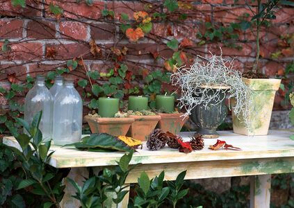 Gardening still life with flower pots, gardening tools, and plant photo