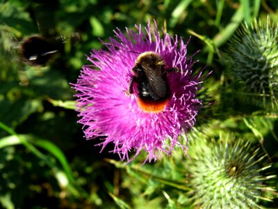 Flora day bumblebee