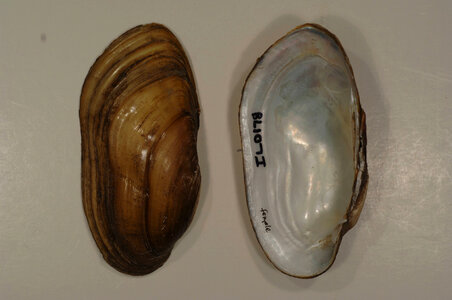 Lampsilis teres-2