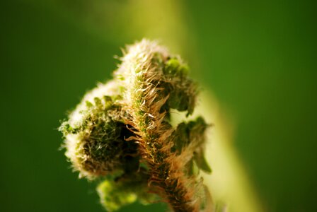 Hairy bud green