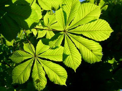 Tree foliage aesthetic