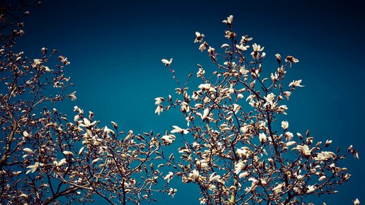 Beautiful Flowers blooming blossom photo