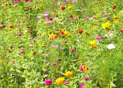 Floral plants natural