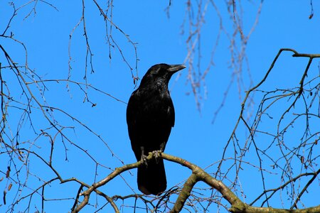 Raven bird songbird animal
