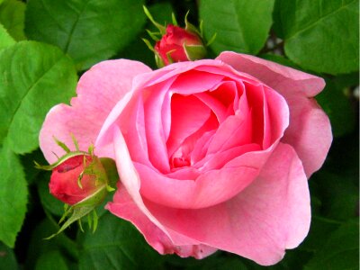 Rose pink buds photo
