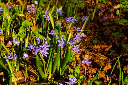 Bloom flower blue photo