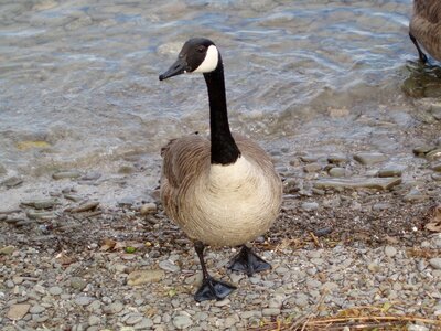 Water nature bird photo