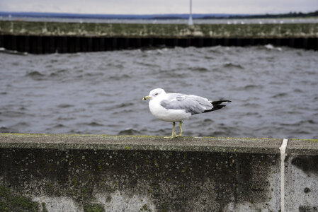 Seagull on the pier wall in Duluth, Minnesota