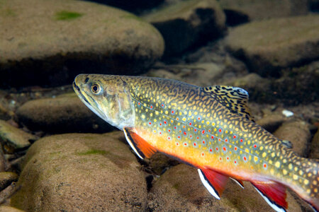 Brook trout-1