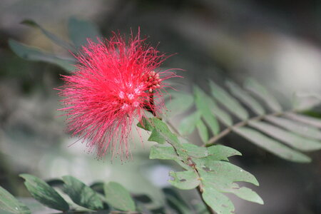 Wild Thorny Flower photo