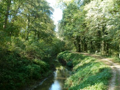 River deep in mountain forest photo