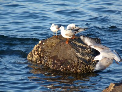 Seagull sea cliff photo