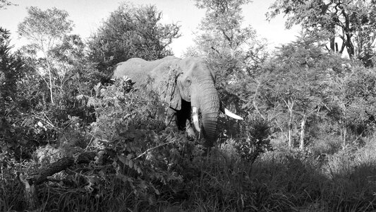 Elephant animals forest photo