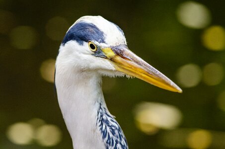Beak neck wildlife photo