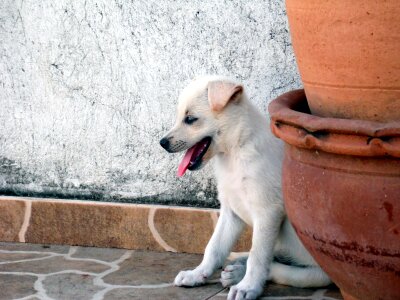 Animal dog puppy photo