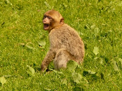 Barbary ape animal monkey baby photo