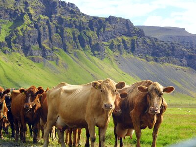 Farm animal beef