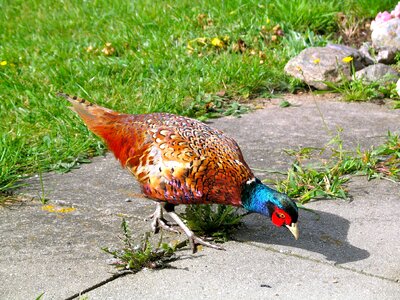 Plumage phasianus colchicus species photo