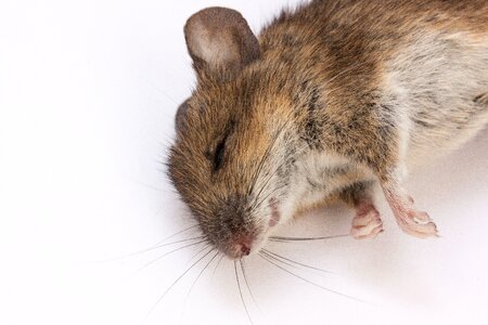 Dead dead mouse rodent