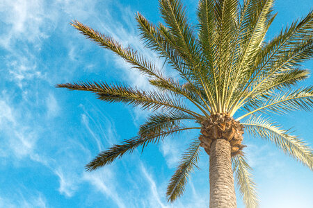 3 Beautiful Silhouette palm tree on sky photo