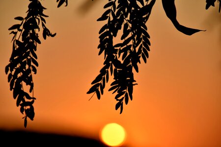 Branch orange yellow sun