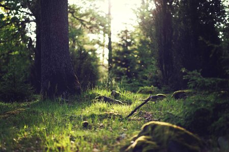 Branch dawn ecology
