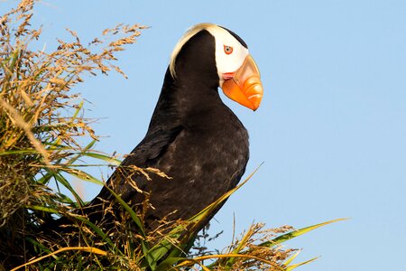 Alaska bird bird watcher photo