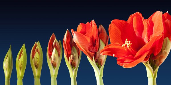 Sequence amaryllis flower photo