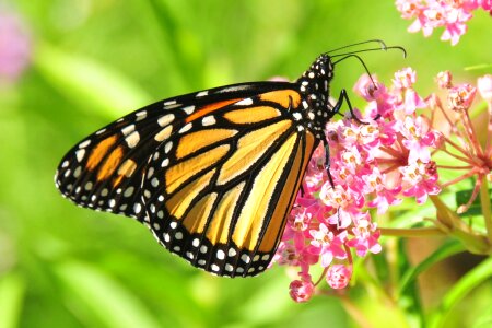 Bloom insect wings photo