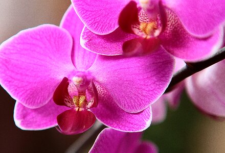 Closeup blooming nature