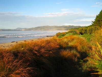 Water plants shoreline photo