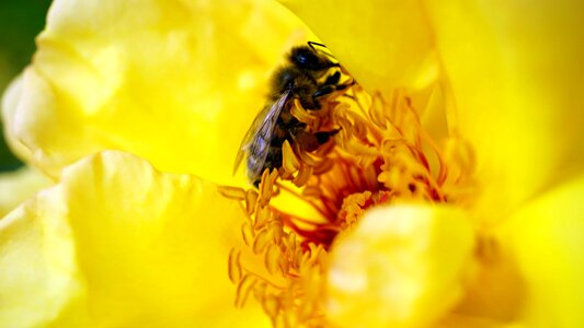 Animal arthropod beautiful flowers
