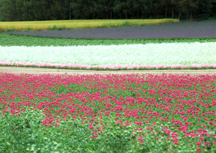 Pink flower in garden photo