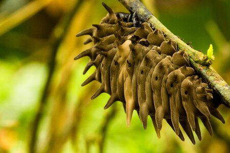 Spiked brown twig