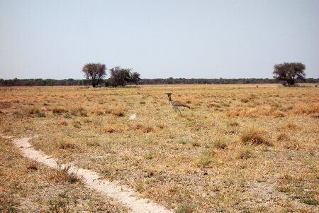 Ostrich savana tree photo