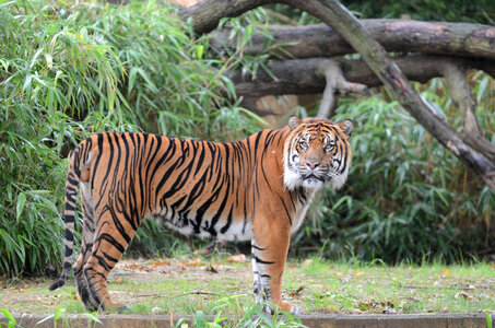 Sumatran tiger-1 photo