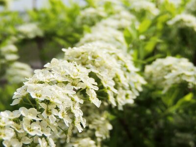 White branch plant