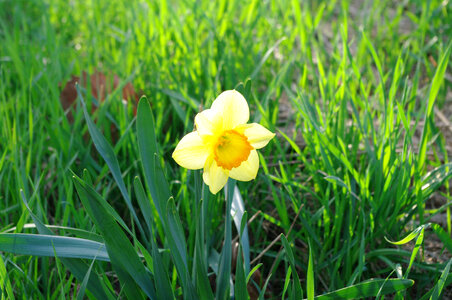 2 Narcissus