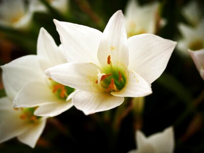 Beautiful beautiful flowers biology