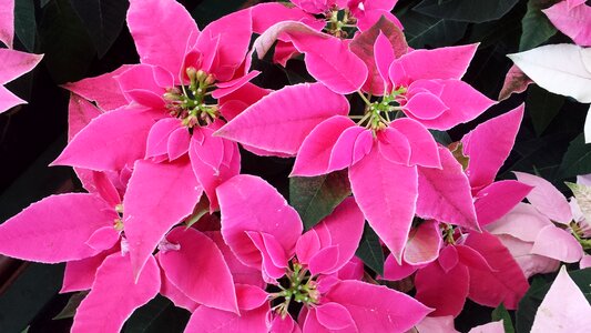 Plant christmas flower