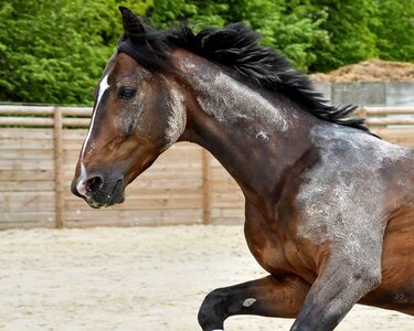 Animal cavalry fauna photo