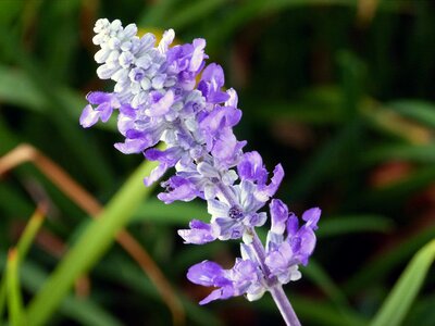 Nature floral blossom photo