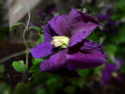 Purple yellow white