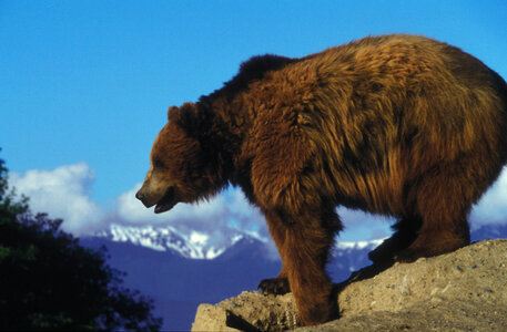 Grizzly bear-1 photo