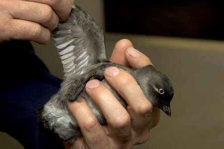 Aethia Cristatella chick gray