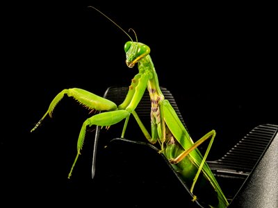 Fishing locust green close up photo