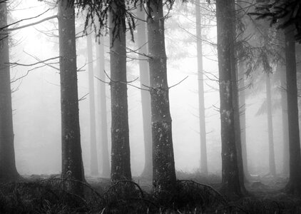 Mist tree wood photo